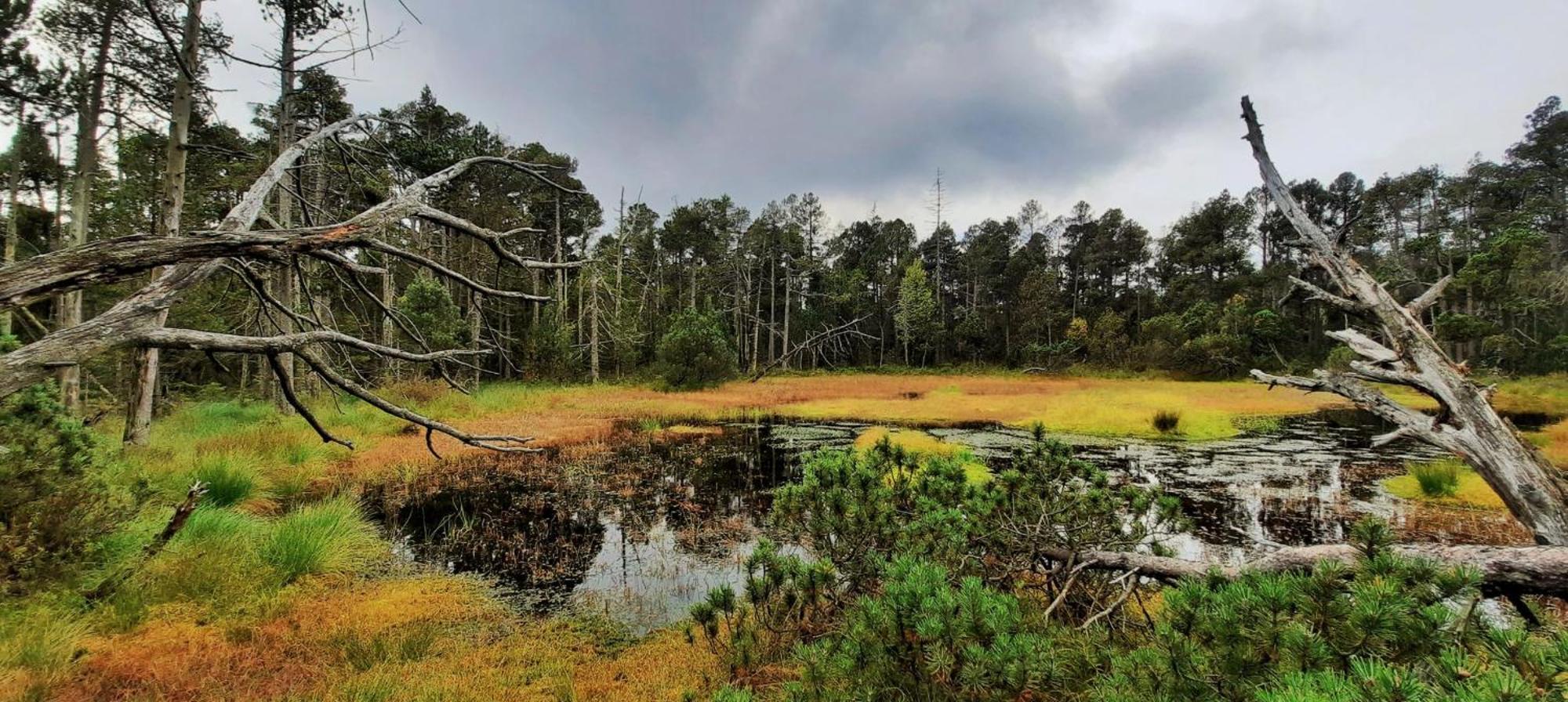 Apartmany New Forest Retreat - U Lesa, S Parkovanim, 300Mbit Internet Jeseník Eksteriør bilde